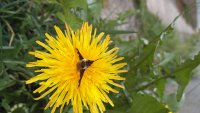 Bee Fly on dandelion.