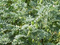 Chick Peas growing