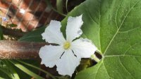 Female Dudi Flower