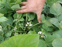 Lablab papri flowering