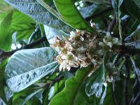 Loquat Flower